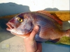 Common Sea Bream