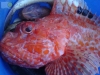 Red Scorpionfish